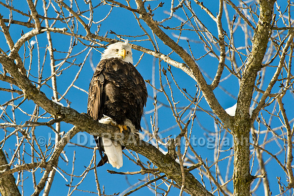 Bald Eagle