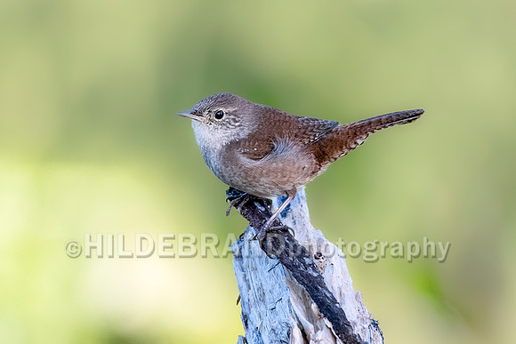 House Wren