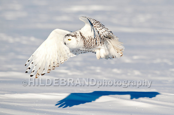 Snowy Owl