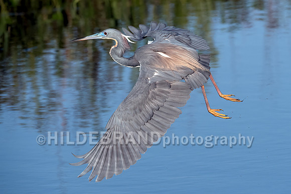 Tricolored Heron