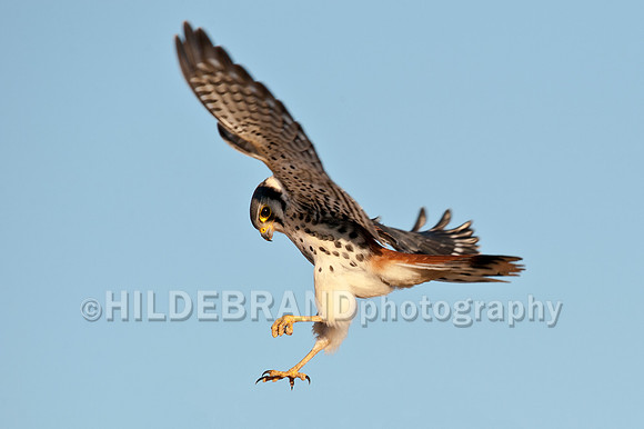 Hovering Kestrel