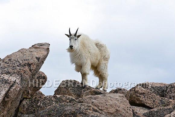 Mountain Goat