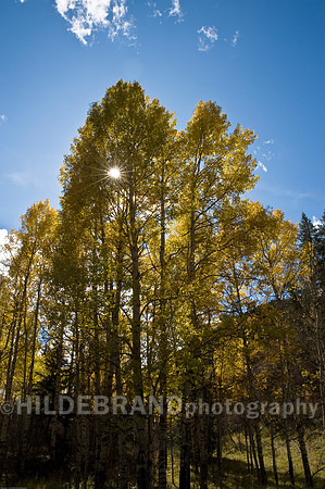 Aspen Grove