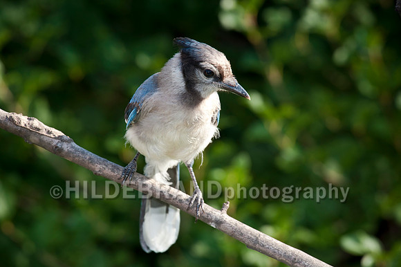 Blue Jay