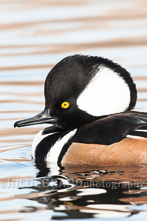Hooded Merganser
