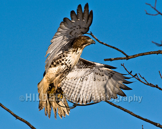 Coming in for a Landing