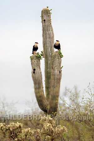Crested Caracara
