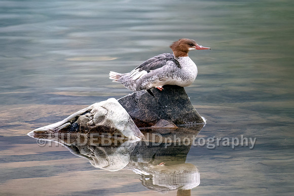 Common Merganser