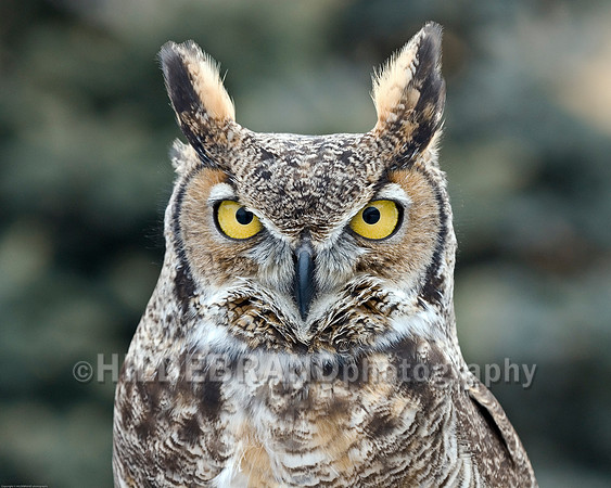 Great Horned Owl