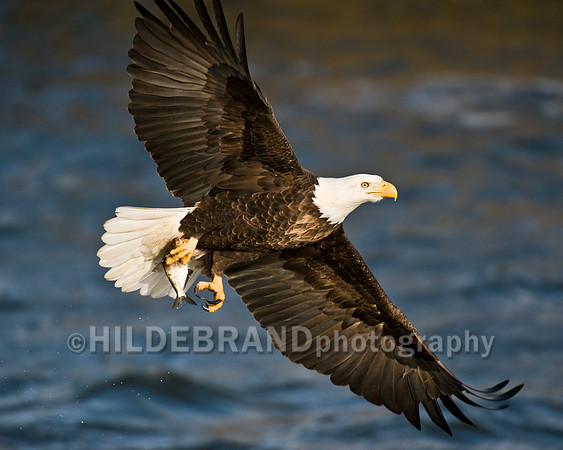 Bald Eagle