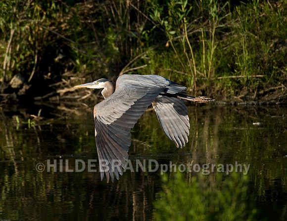 Great Blue Heron