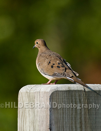 Mourning Dove