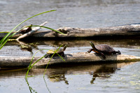 Reptiles
