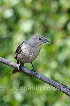 Brown-headed Cowbird