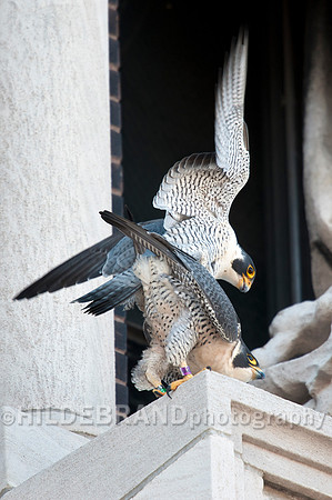 Mating Peregrine Falcons