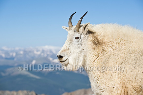 Mountain Goat
