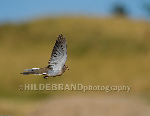 Morning Dove