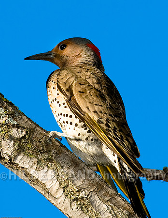 Northern Flicker - Yellow Shafted