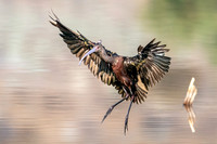 White-faced Ibis