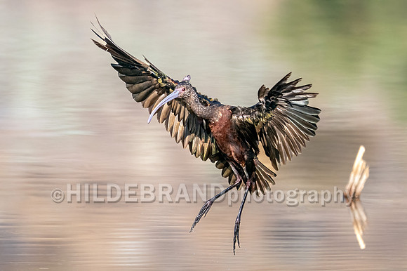 White-faced Ibis