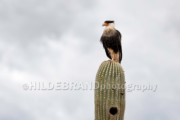 Crested Caracara