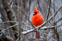 Northern Cardinal