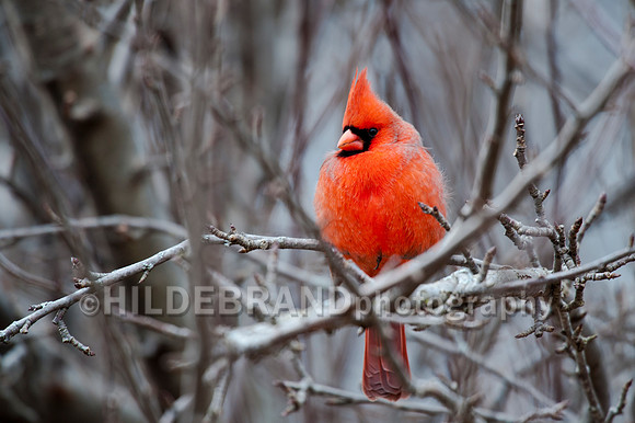 Cardinal