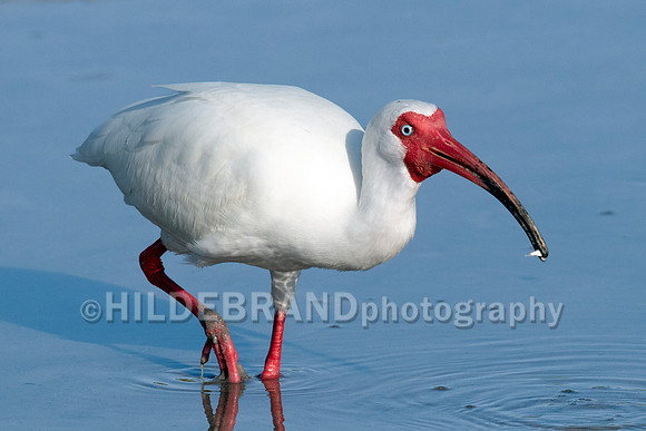 White Ibis
