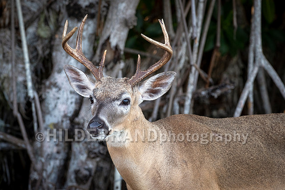 Key Deer
