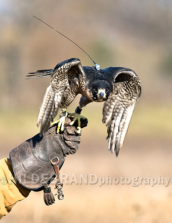 "The Take Off"