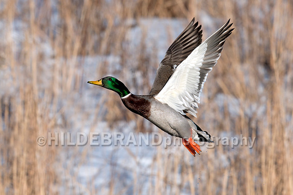 Mallard
