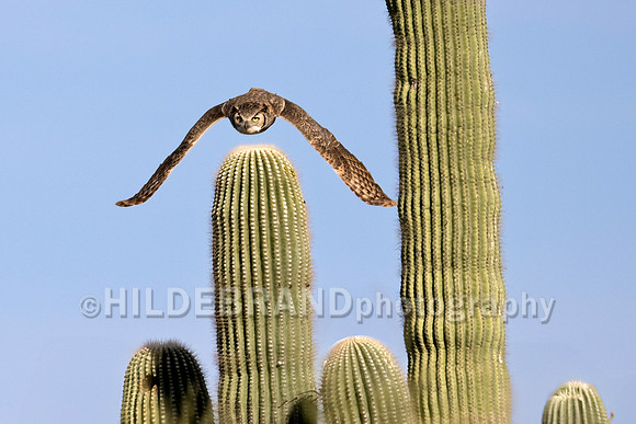 Great Horned Owl