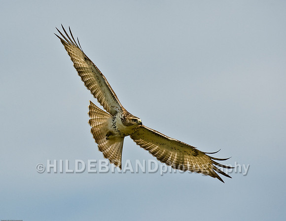 Red-Tail Hawk in Flight