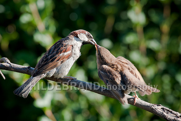 House Sparrow