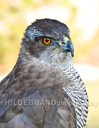 Shelby - My European Gos Hawk