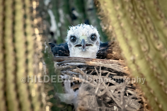 Red-tailed Hawk chicks