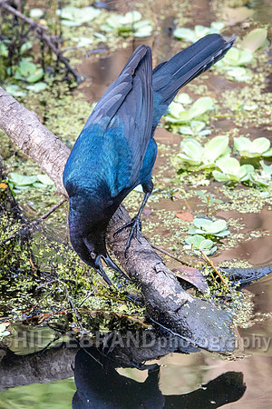Boat-tailed Grackle
