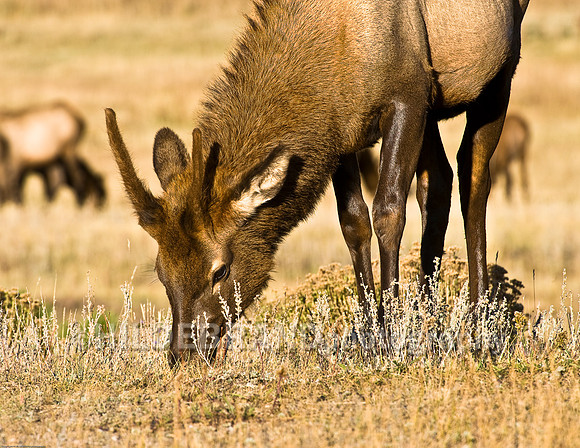 Young Bull Elk
