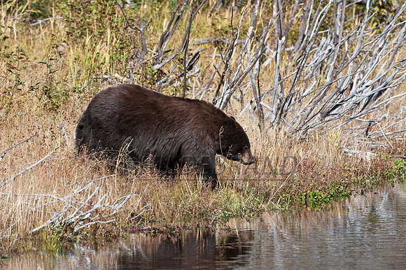 Brown Colored Black Bear