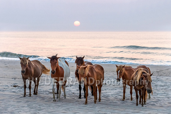 Chincoteague Pony