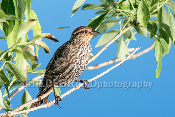 Red-winged Blackbird - female