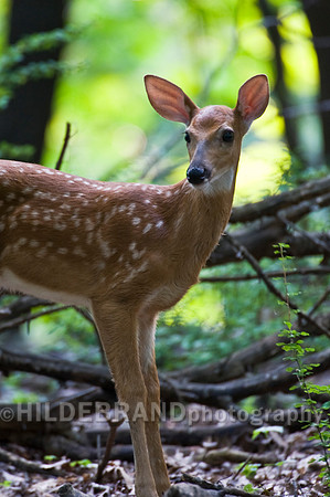 Whitetail Deer Fawn