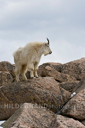 Mountain Goat