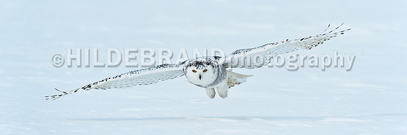 Snowy Owl