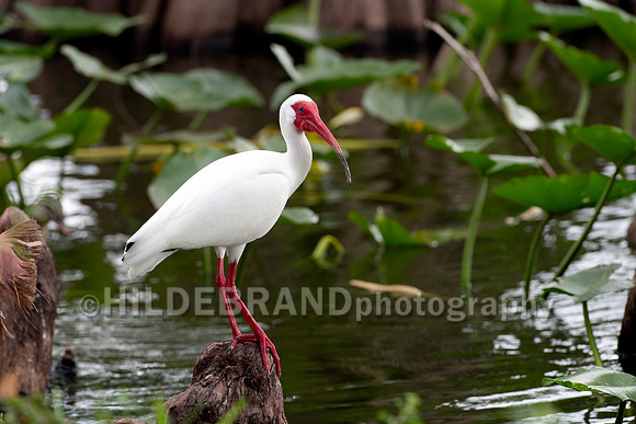 White Ibis