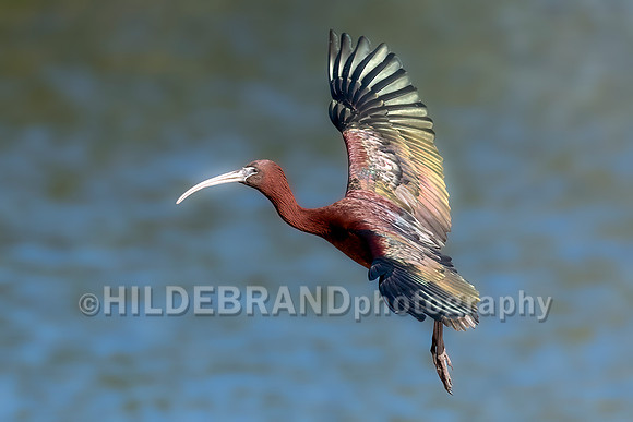 Glossy Ibis