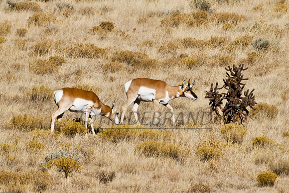 Pronghorn Antelope